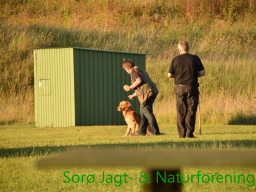 Hundetræning efterår 2016